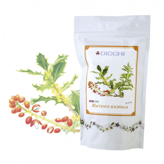 Maytenus ilicifolia - tea, 150 g